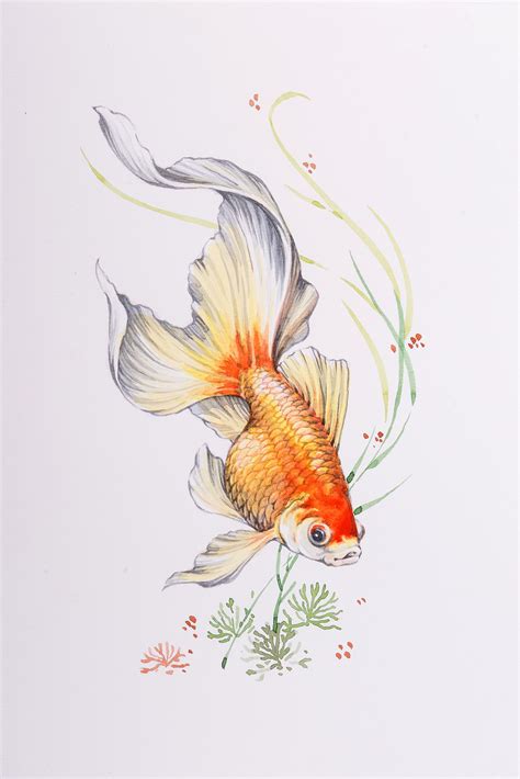 Golfish Watercolor Koi Art Fish Drawings Watercolor Fish