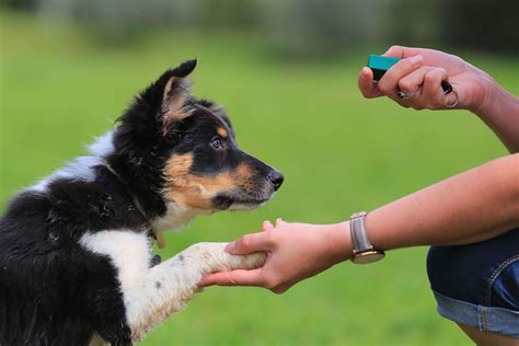 We make sure your dog will enjoy a fun day with other fur friends, toys, daily walks and lots of love and our experienced dog trainer has been training many of our dog clients with amazing results! The Dog Trainer : How to Train Your Dog with a Clicker ...