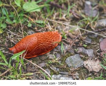 Naked Snails Images Stock Photos Vectors Shutterstock