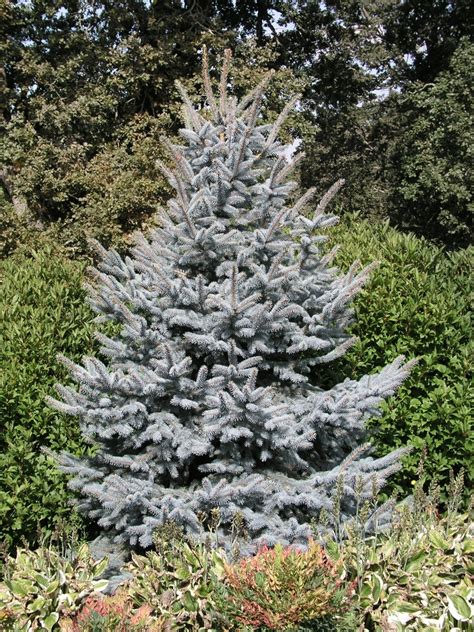 Picea Pungens Fat Albert Colorado Blue Spruce Garden Center Marketing