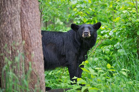Just A Bear Stopping To Say Hello Sean Crane Photography