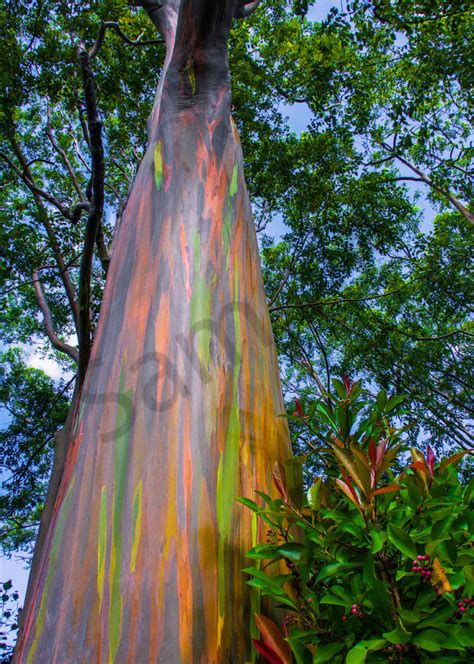 This Colorful Tall Rainbow Eucalyptus Tree Is Located On The Road To