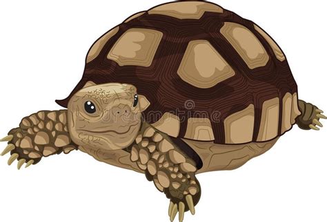 Sulcata Tortoise Illustration Of Sulcata Land Tortoise AD