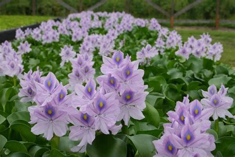 Creative Farmer Water Hyacinth Kulavazha Eichhornia Crassipes