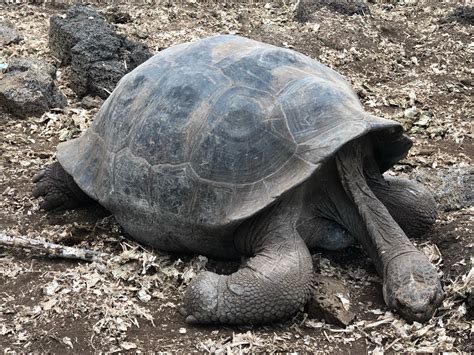 Charles Darwin Research Station In Galapagos Expedia