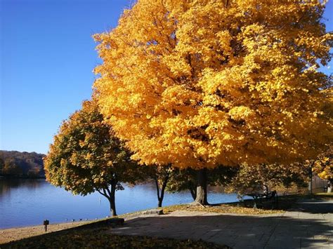 3 Primary Types Of Maple Trees In Maryland Progardentips