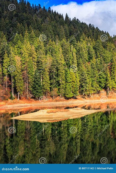 Spruce Forest On The Lake In Mountains Stock Photo Image Of Fall