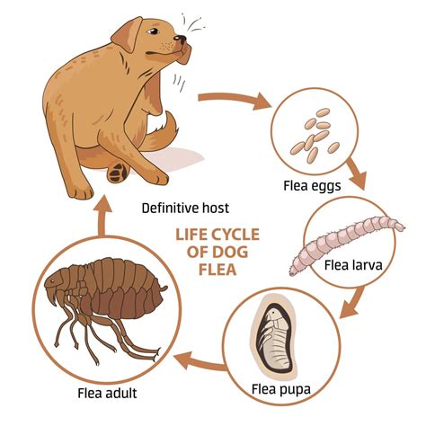 Fleas And Disease How To Keep Your Pets Safe Azpetvet