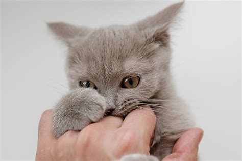 Domestic cats, especially young kittens, are known for their love of play. Cat Love Bites — What Do They Mean and Why Do They Happen ...