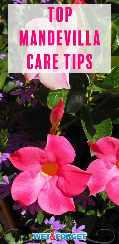 Ask Wet And Forget Beautiful Mandevilla Colors For Your Garden Plus How