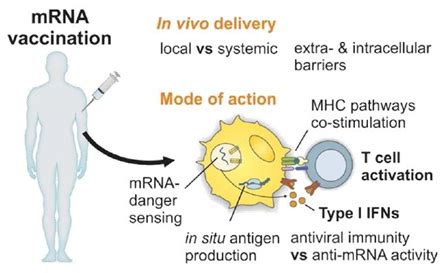 Mrna vaccines — also called genetic vaccines — arise from an innovative biotechnology approach that turns the body's cells into molecular factories to produce proteins that activate a. The Emergence of the Next-Generation Vaccines