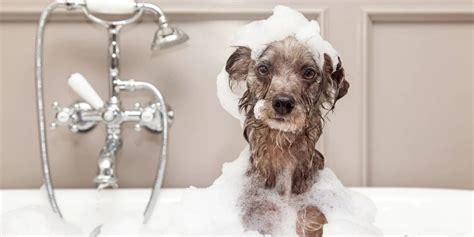 Hond Wassen Hoe Vaak Moet Of Mag Je Je Hond Wassen