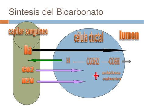 Bicarbonato Aumenta A Pressão