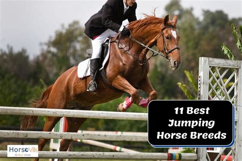 11 Best Jumping Horses For A Great Show W Photos And Videos