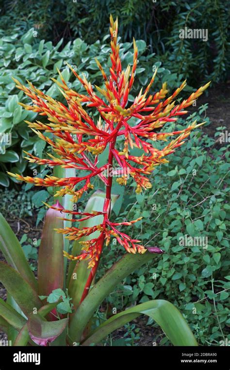 Bromeliad Plant Aechmea Blanchetiana Stock Photo Alamy