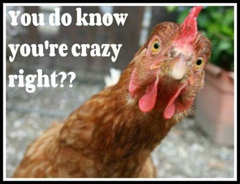 Pin By Df On Bwahaahahaa Keeping Chickens Crazy People Chickens