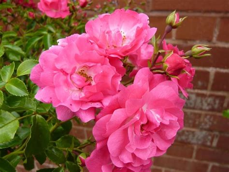 Buy Online Flower Carpet Rose Pink Ashwood Nurseries