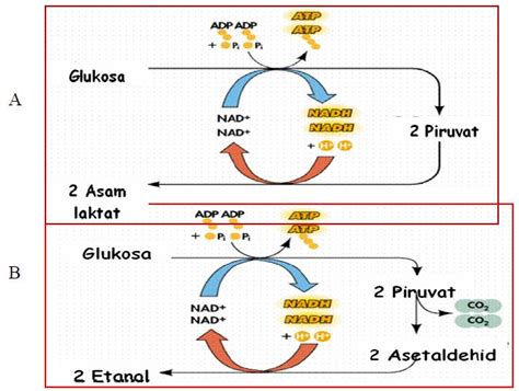 Check spelling or type a new query. Tahapan Respirasi Anaerob | MateriKimia
