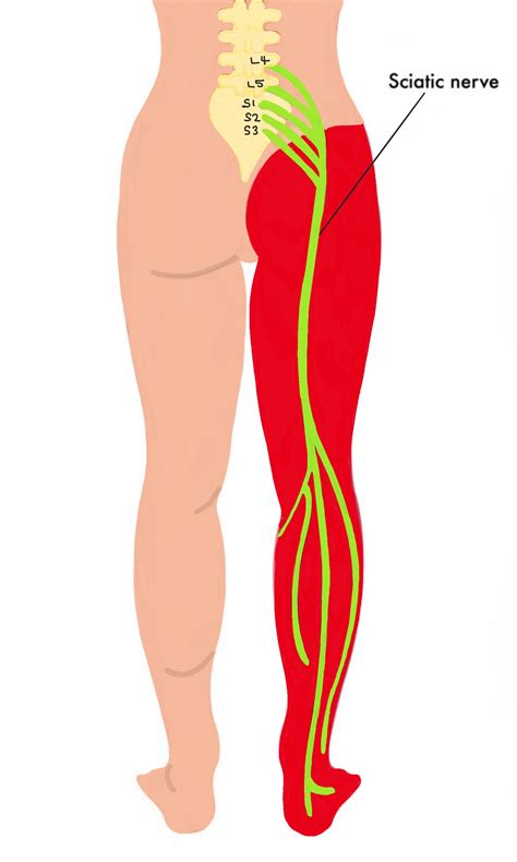 Sciatic Nerve Pain Anatomy Images And Photos Finder
