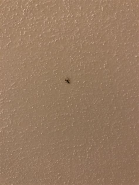 Can Anyone Help Identify This Multiple Crab Like Bugs On Ceilings