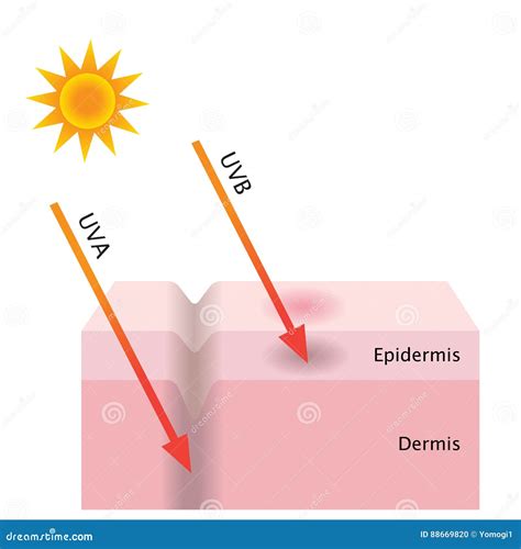 Uva And Uvb Radiation Penetrate Into The Skin Stock Vector