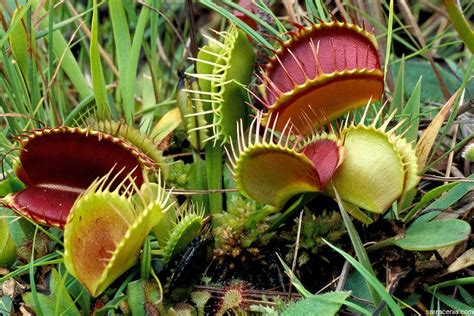 Plantsfromtherainforest Endangered Plants Which Mostly Lie In The