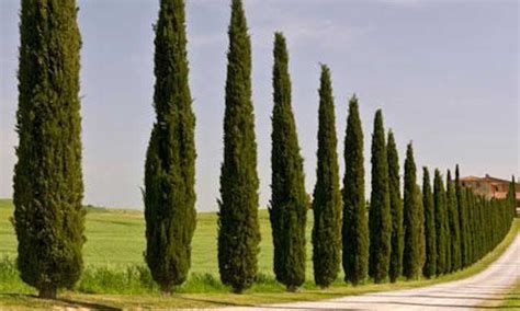 12 Columnar Trees You Must Grow Epic Gardening