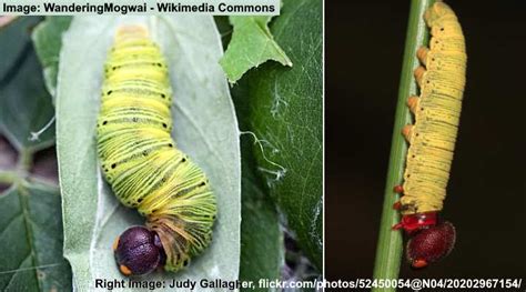 50 Green Caterpillars With Pictures Identification Guide