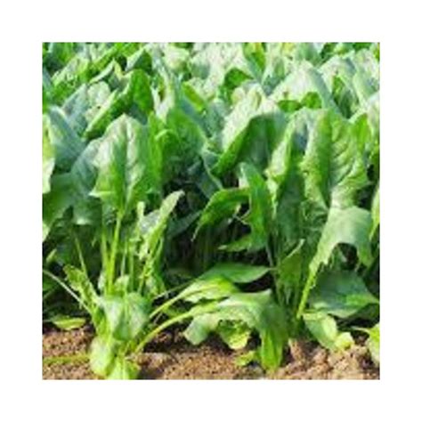 Buy Spinach Palak Hybrid Seeds Online At Lowest Price