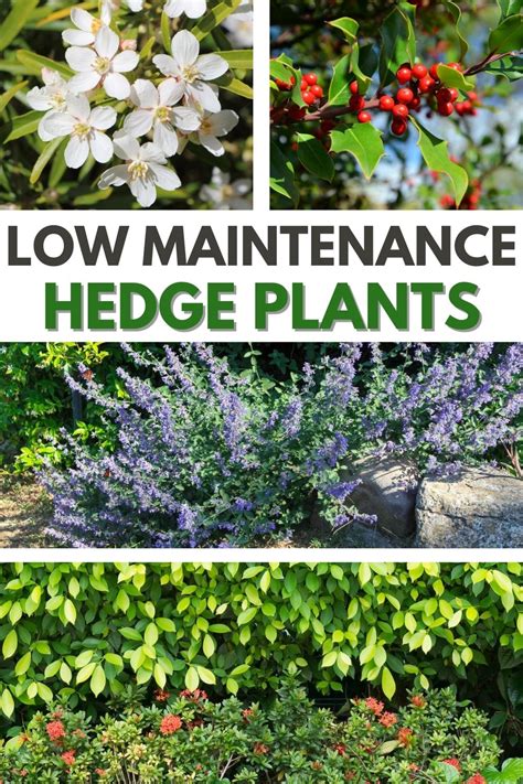 Fast Growing Low Maintenance Hedge Plants