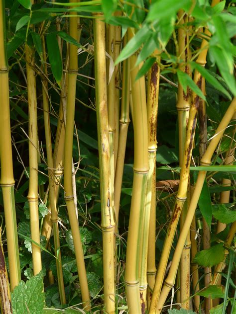 Paling Populer 18 Gambar Bunga Bambu Kuning Koleksi Bunga Hd