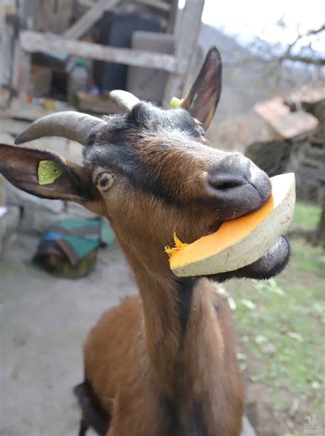 So Can Goats Eat Pumpkin New Life On A Homestead