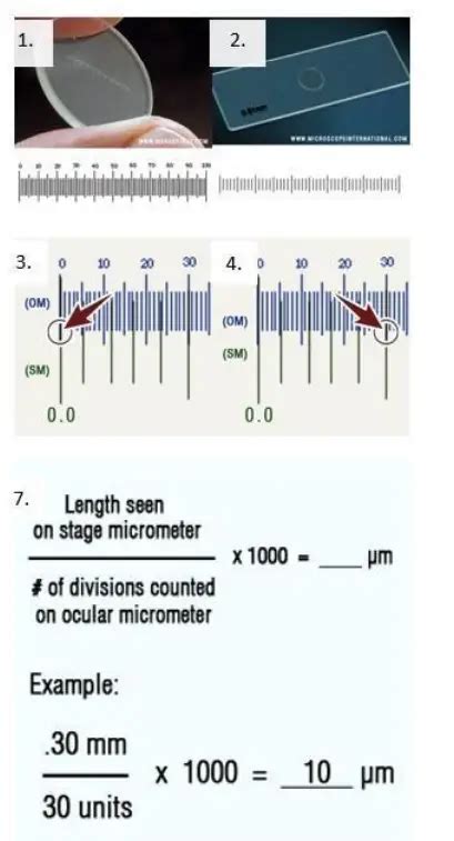 Ocular Micrometer Definition Principle Parts Applications