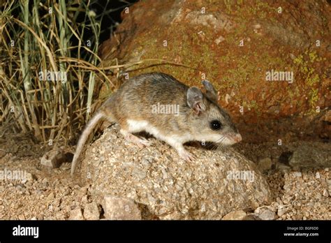 Northern Grasshopper Mouse Stock Photo 27379212 Alamy