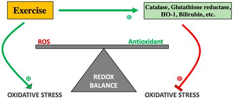 Antioxidants Free Full Text Reactive Oxygen Species Ros And