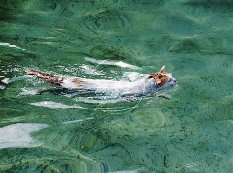 Turkish Van Cat They Like To Swim Turkish Van Cats Turkish Van