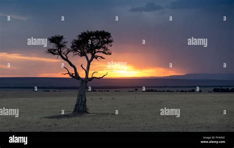 View Of The Sunset In The Masai Mara With An Acacia Tree Stock Photo