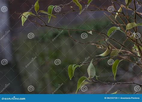 Green Leaves Naked Branches Bricks Stock Photos Free Royalty Free