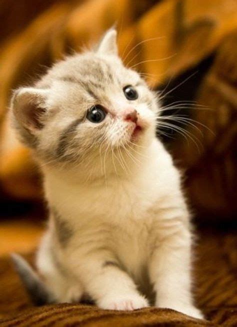 12 Best Little Cute Kittens Images On Pinterest Kittens Cutest Cut