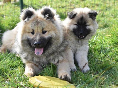 Eurasier Dog Information And Dog Breed Facts Pets Feed