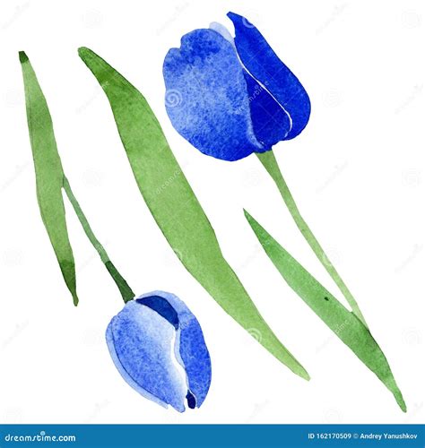 Fleurs Botaniques Florales De Tulipe Bleue Jeu D Illustrations D