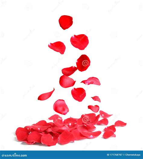 Falling Fresh Red Rose Petals On White Background Stock Image Image