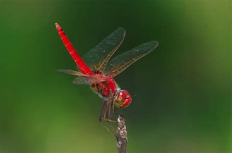 Australian Damselfly And Dragonfly Photos By Deane Lewis