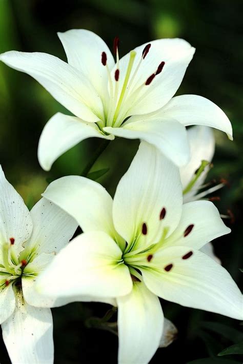 45 Most Beautiful White Flowers In The World That Are Amazing Youme