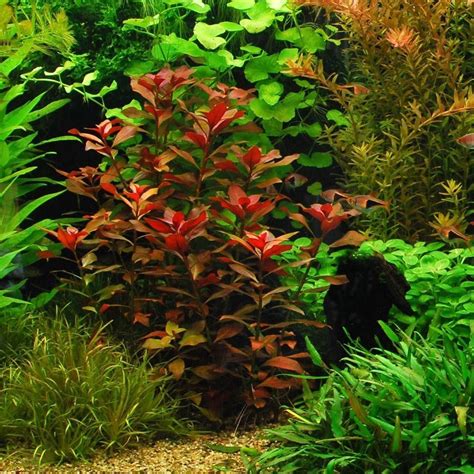 Ludwigia Repens Rubin Live Aquarium Plants Bunch Fish Tanks