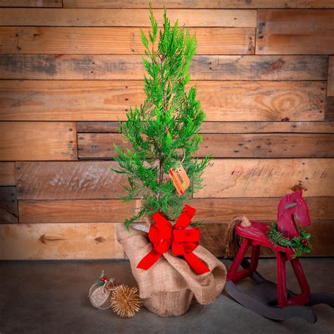 Live Potted Mini Christmas Trees Leyland Cypress Plantingtree