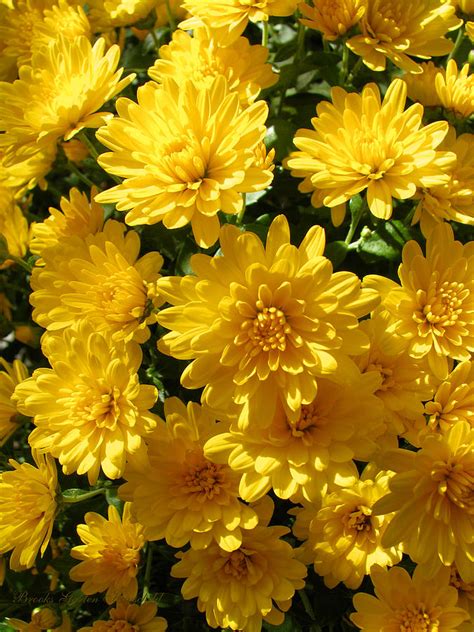 Mums The Word Yellow Chrysanthemums Flower Photography Photograph