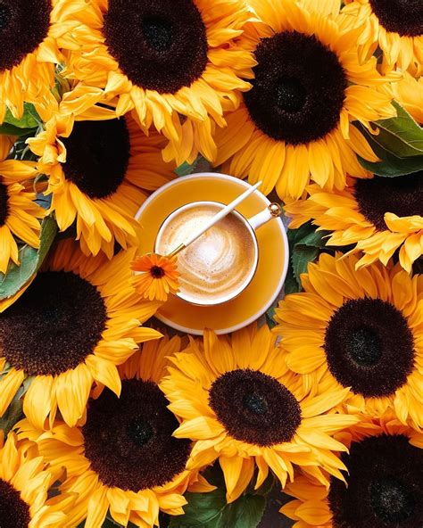 Agαтα Amstєrdαm On Instagram Coffee And Flowers Part 4 Summer