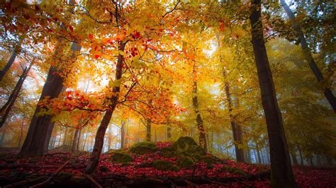 Landscape Of Colorful Maple Trees In Forest 4k Hd Nature Wallpapers