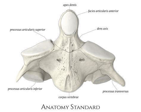Anatomy Standard Drawing Axis Anterior Aspect Latin Labels